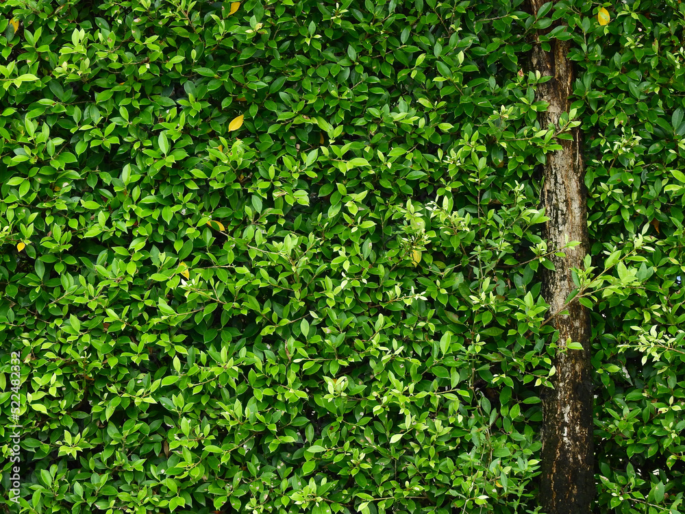 green bush wall in the garden green bush wall in the garden