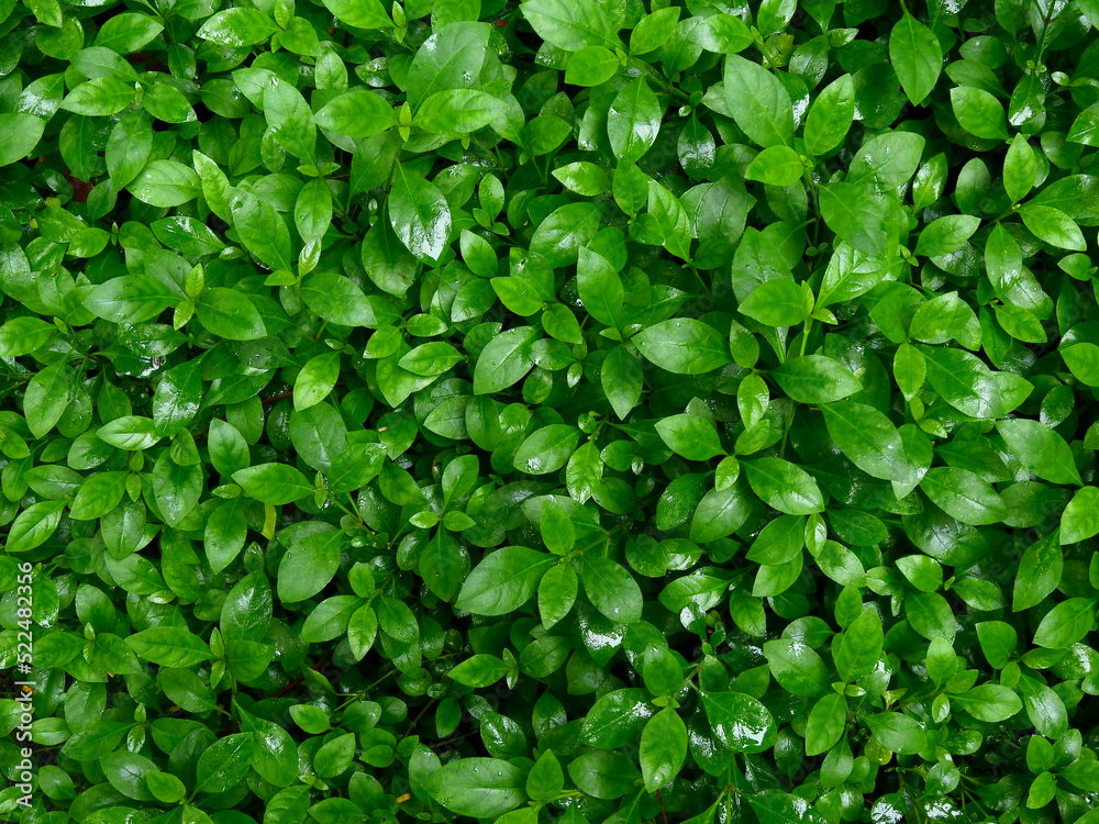 Fototapeta premium wet green leaf of plant after rain the garden