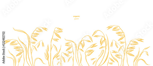 Oat field. Vector hand draw plant, seed. Farm food