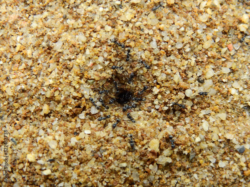 close up black ant nest in the sand on the floor texture