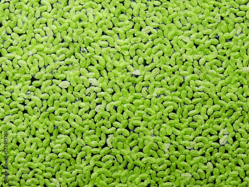 green duckweed ( Lemna minor L. ) floating on water in the pond photo