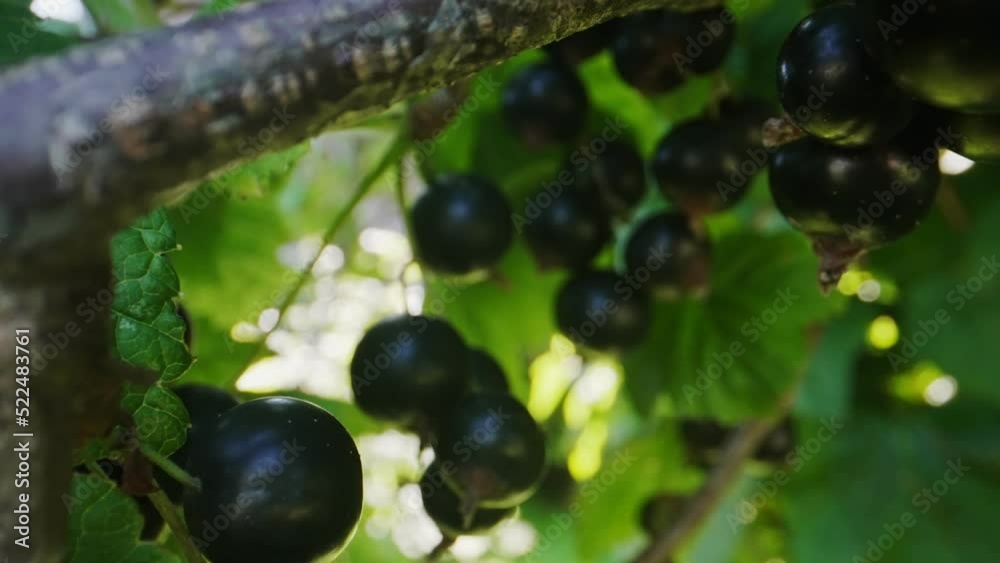 Black currants on a bush on a sunny day. Black currants on a bush on a sunny day.
