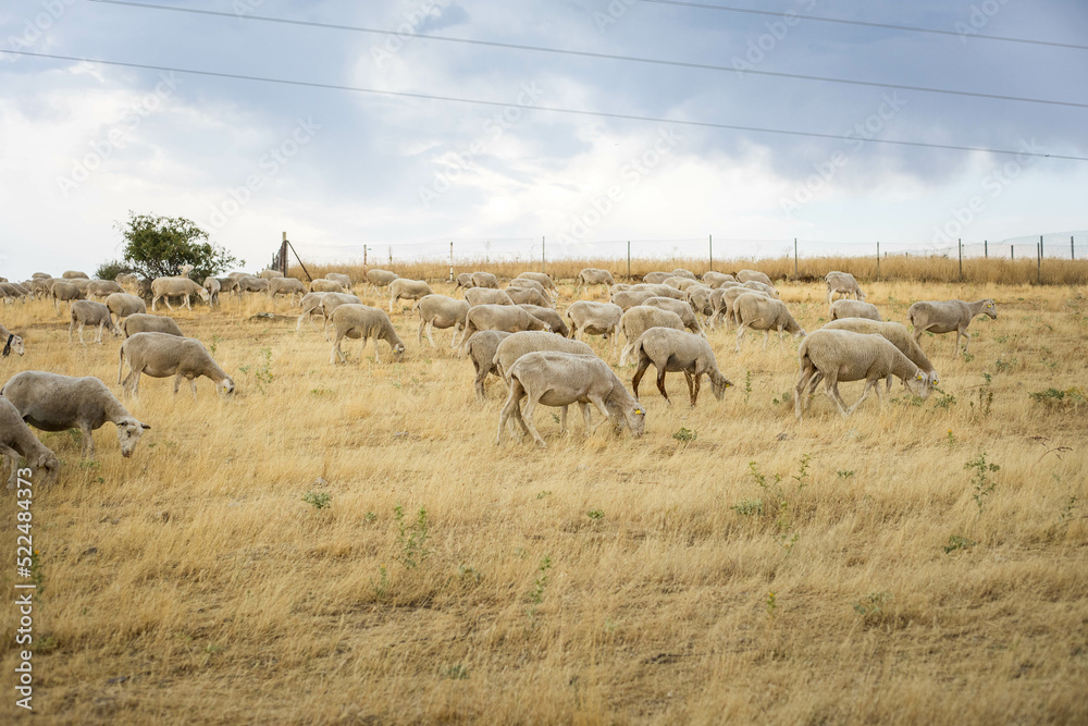 Fototapeta premium Brebis qui broute de l'herbe sous la canicule en Espagne à Cervera de Buitrago