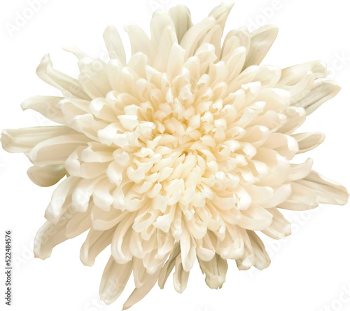 Valokuva colorful chrysanthemum flower cutout without background