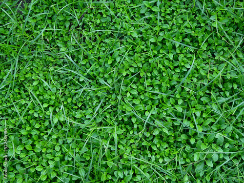 green plant on the ground texture