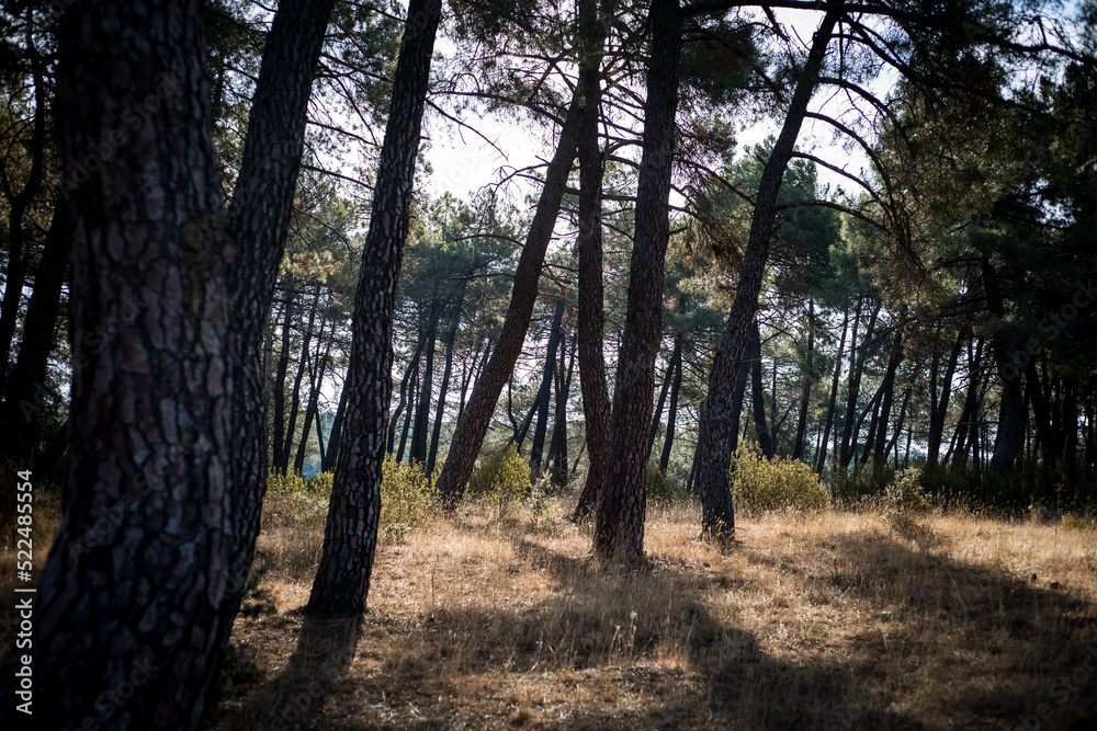 Forêt de pin des Landes à Ondres en France en été Forêt de pin des Landes à Ondres en France en été