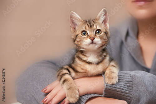 Close-up of a tabby kitten in the arms of a young woman looking at the camera indoors with copy space