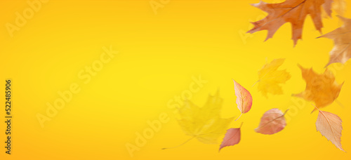 Autumnal background with flying orange leaves. Copy space