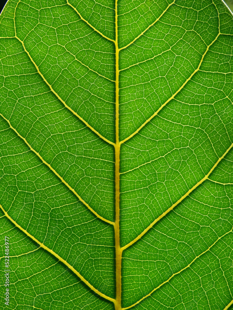 green leaf texture, natural background green leaf texture, natural background