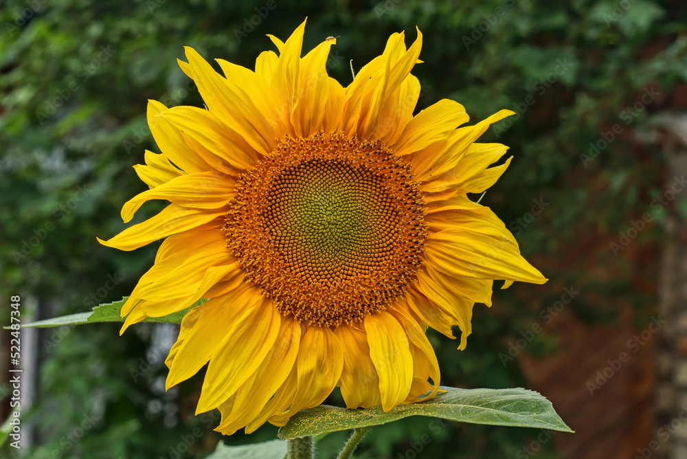 Fototapeta premium one big yellow red blooming sunflower flower with green leaves in summer nature
