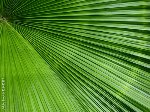 green palm leaf of sumawong s palm tree   Licuala peltata Roxb. var. sumawongii  