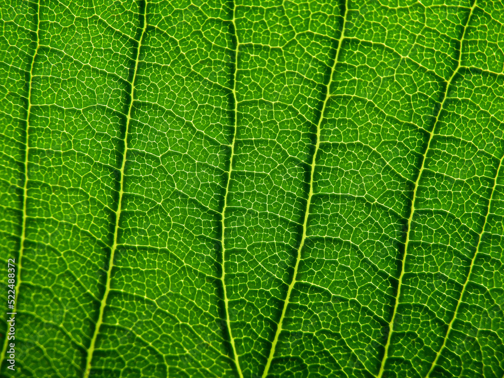 close up green leaf texture ( plumeria tree ) close up green leaf texture ( plumeria tree )