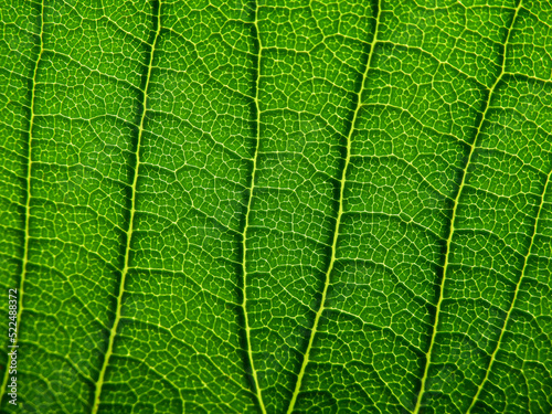 close up green leaf texture ( plumeria tree )