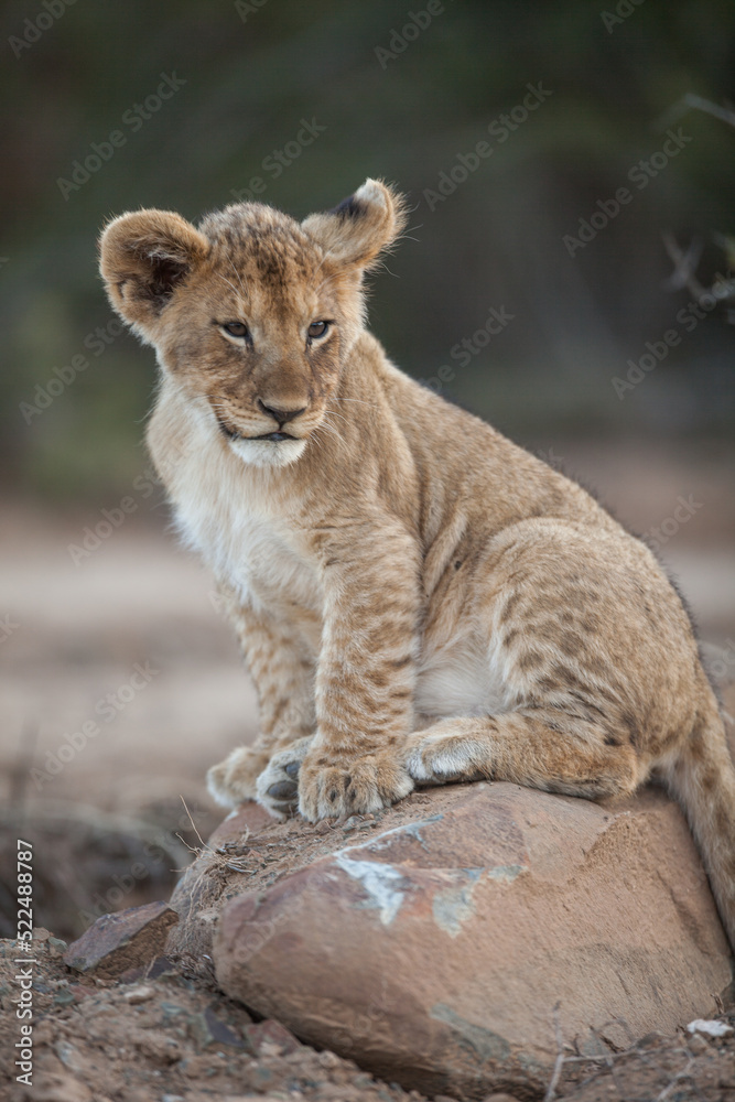 young lion cub young lion cub