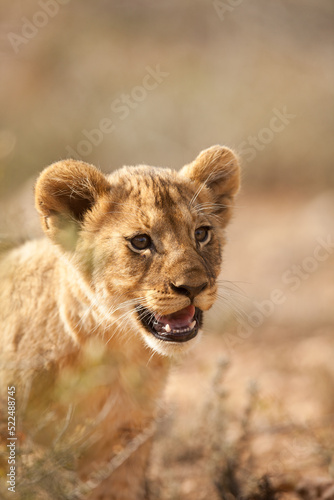 lion cub in the grass