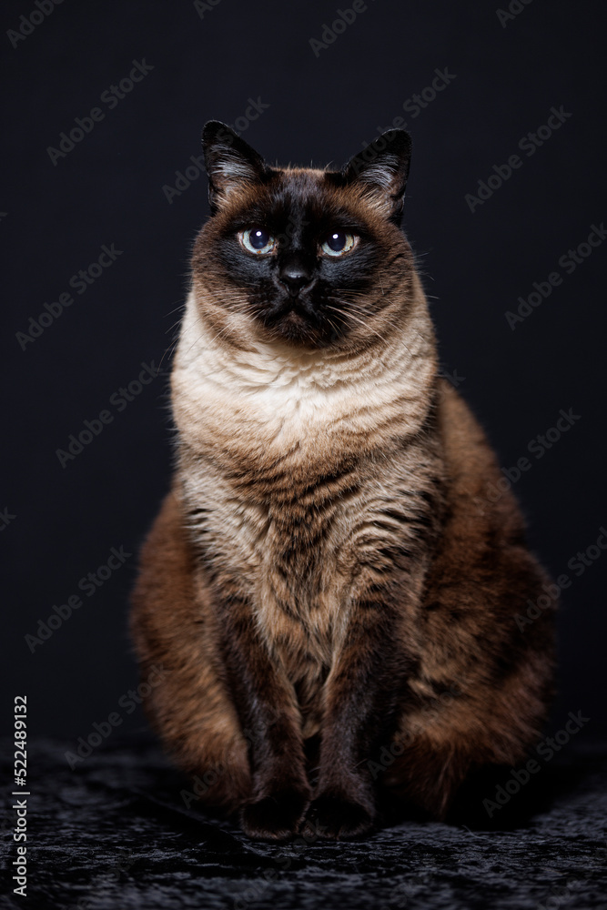 Siamese cat (Thai) on black background Siamese cat (Thai) on black background