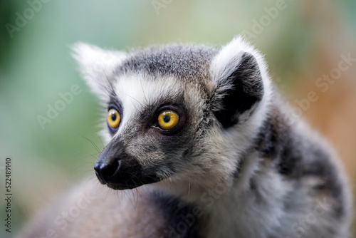 Ring-tailed lemur (lemur catta) close up shot © Edwin Butter