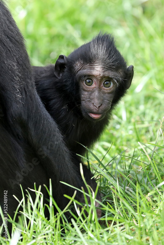 Young Crested macaque close up shot