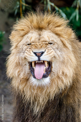 close-up shot of Lion  Panthera Leo 