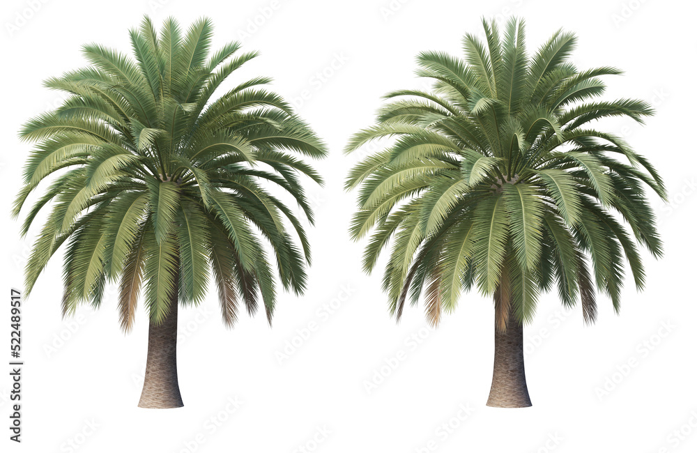 Obraz premium palm and coconut on a transparent background