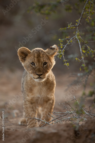 lion cub panthera leo © Ruan