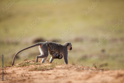 monkey with baby