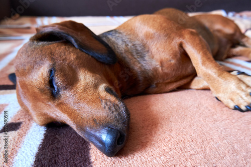The domestic dog sleeps on the couch. Selective Focus © DAndreev