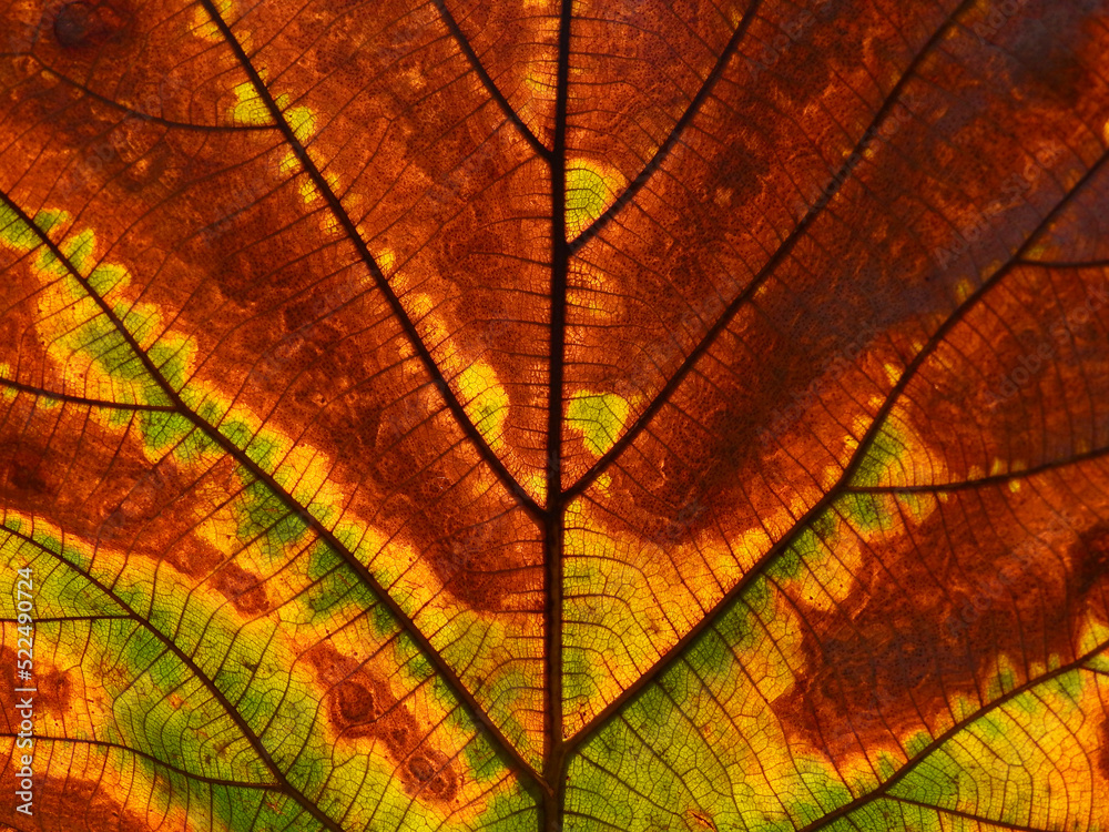 Obraz premium close up autumn leaf texture ( teak leaf )