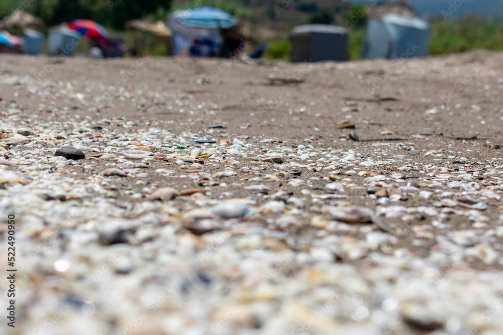 close-up shot of Seashells on the beach close-up shot of Seashells on the beach
