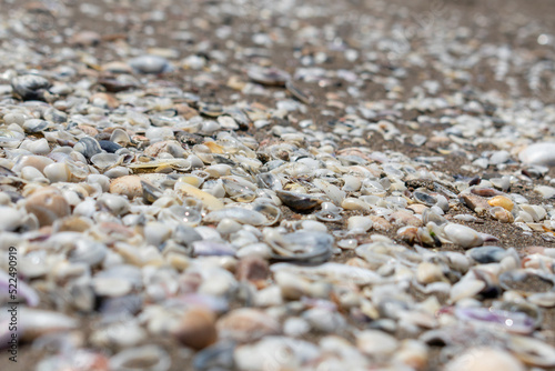 close-up shot of Seashells on the beach