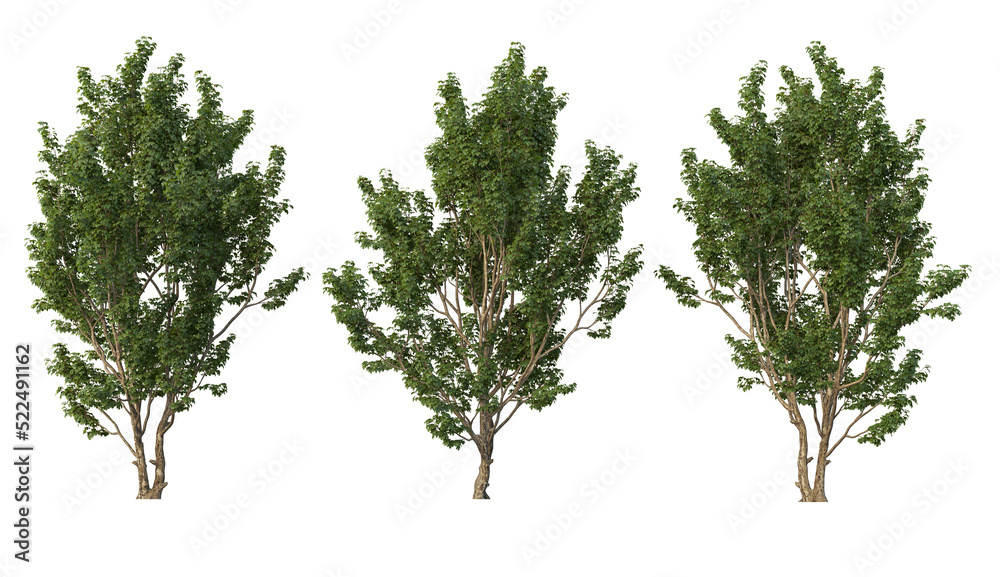 Fototapeta premium Tree on transparent background