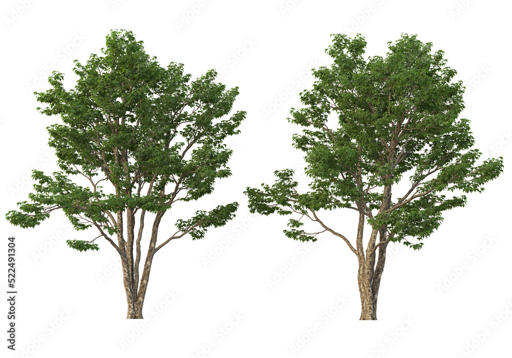 Tree on transparent background Tree on transparent background