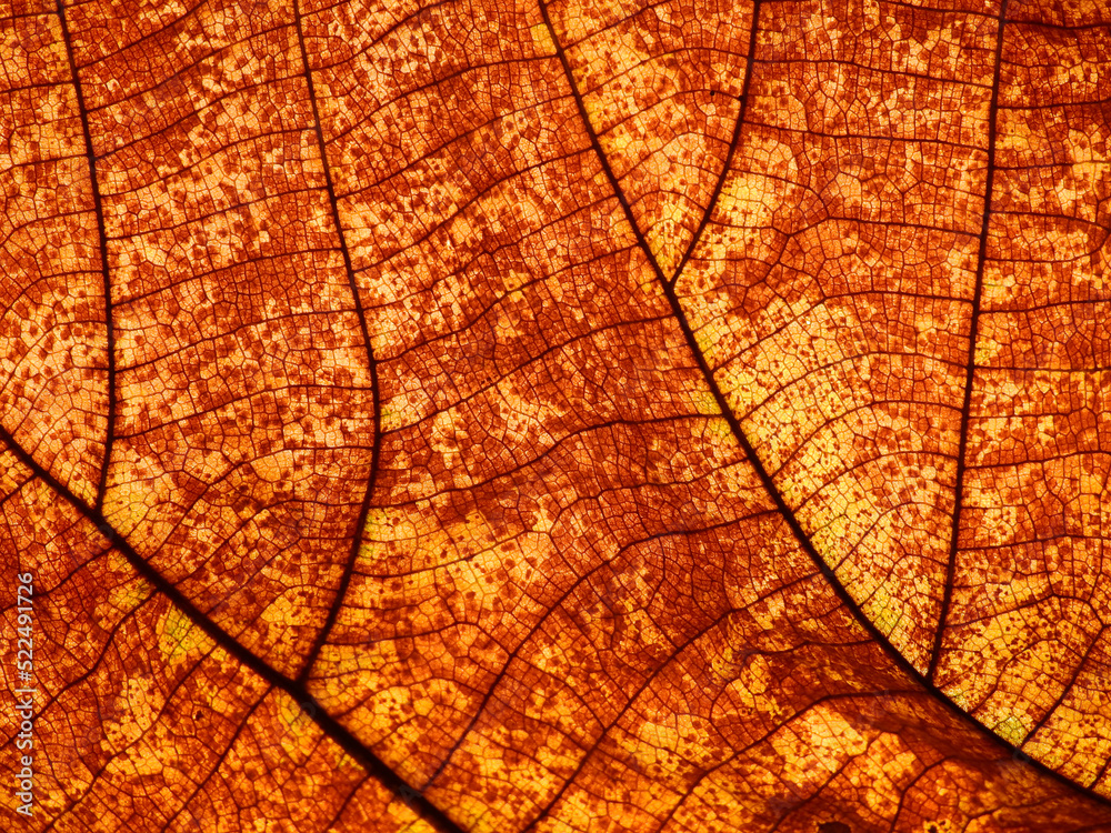 Obraz premium autumn brown leaf texture ( teak leaf )