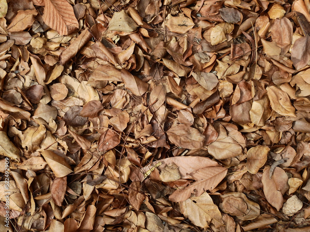 pile of autumn leaf on the ground pile of autumn leaf on the ground
