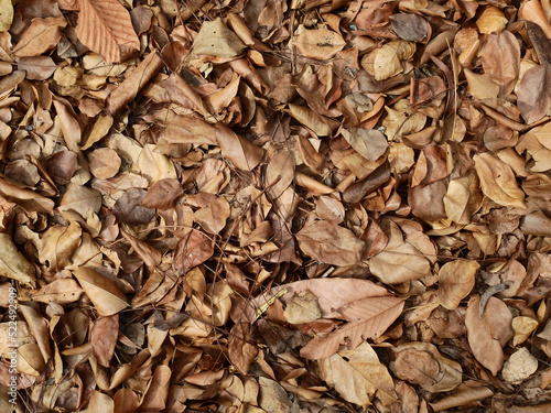 pile of autumn leaf on the ground