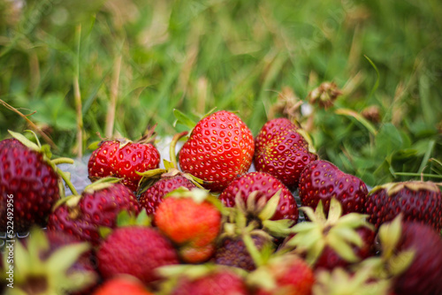 Fresh strawberries on a transparent plate in the green grass on a summer sunny day