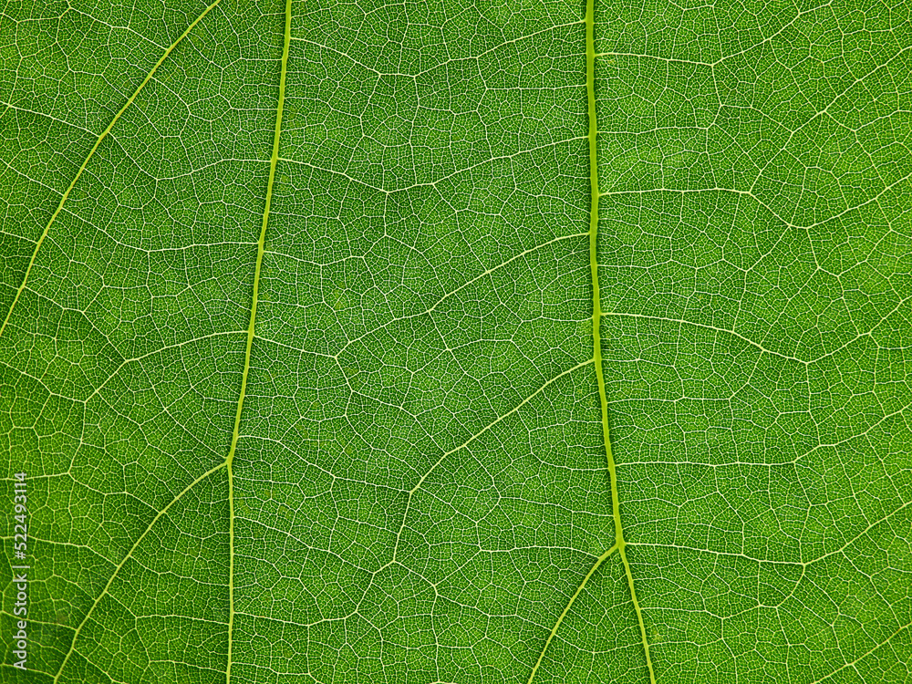 Fototapeta premium close up green leaf of Bastard teak ( Butea monosperma )