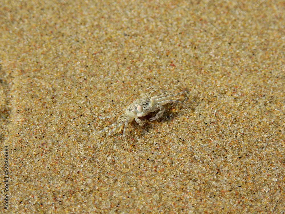Ghost crab ( Ocypode ceratophthalmus ) on the sand beach