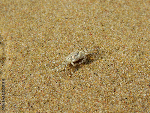 Ghost crab ( Ocypode ceratophthalmus ) on the sand beach photo