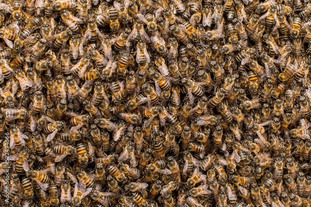 bees in the hive bees in the hive