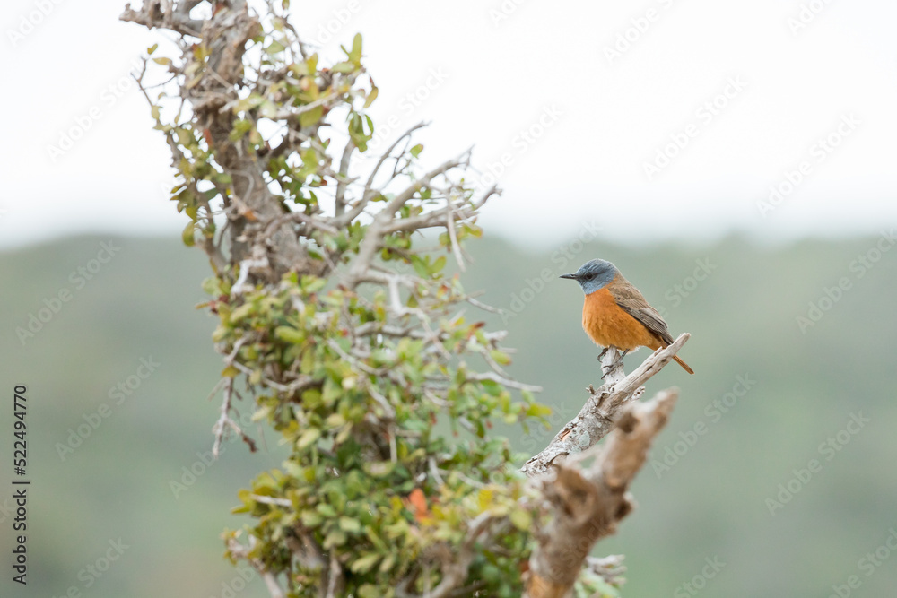 robin on a branch robin on a branch
