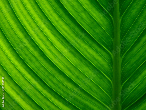 close up green leaf texture  macro shot in nature