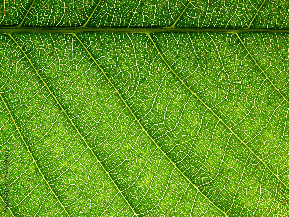 green leaf macro shot of natural background green leaf macro shot of natural background