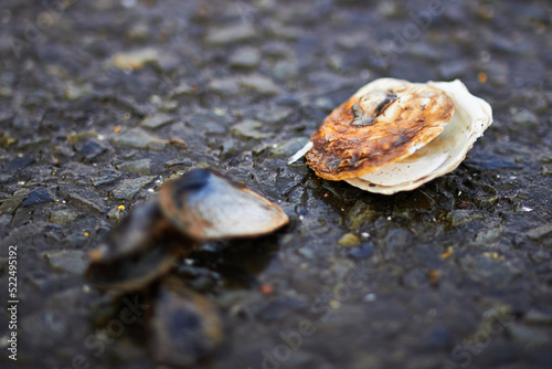 Broken clam shells closeup	