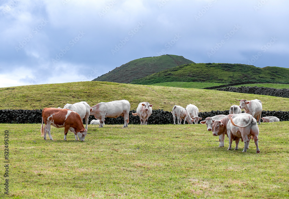 Fototapeta premium herd of cows. beef cattle farm