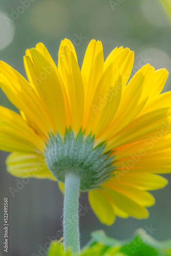 The backlit yellow petals of a gerbera daisy seen from below and set against a blurry background.