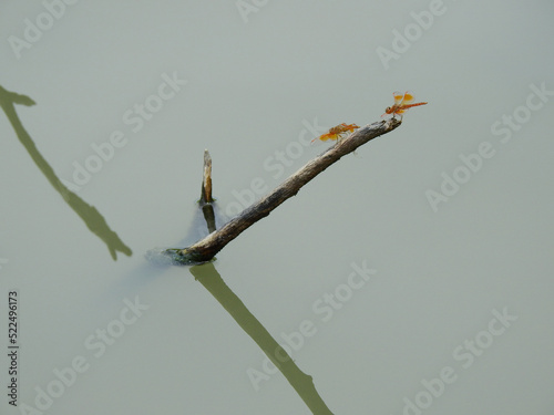 orange dragonfly on dry branch in the pond photo