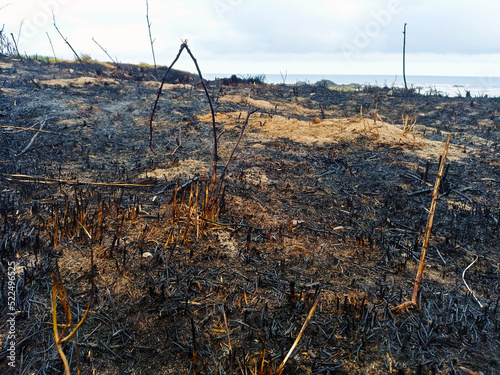 forest fire, burnt, charred vegetation. Effect of the heat wave. Global warming. natural disaster