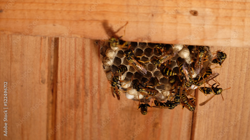 Wasps building a nest under a wooden roof in Summer Wasps Bees Wespennest unter einem