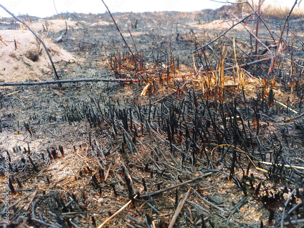forest fire, burnt, charred vegetation. Effect of the heat wave. Global warming, fires, high temperature, pyromania forest fire, burnt, charred vegetation. Effect of the heat wave. Global warming, fires, high temperature, pyromania